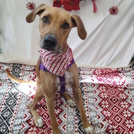 Bailey, an adoption pending mixed breed in Cape May Court House, NJ image 1/6