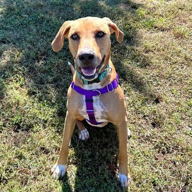 Bailey, an adoption pending mixed breed in Cape May Court House, NJ image 2/6