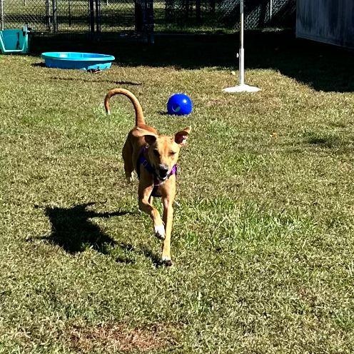 Bailey, an adoption pending mixed breed in Cape May Court House, NJ image 3/6