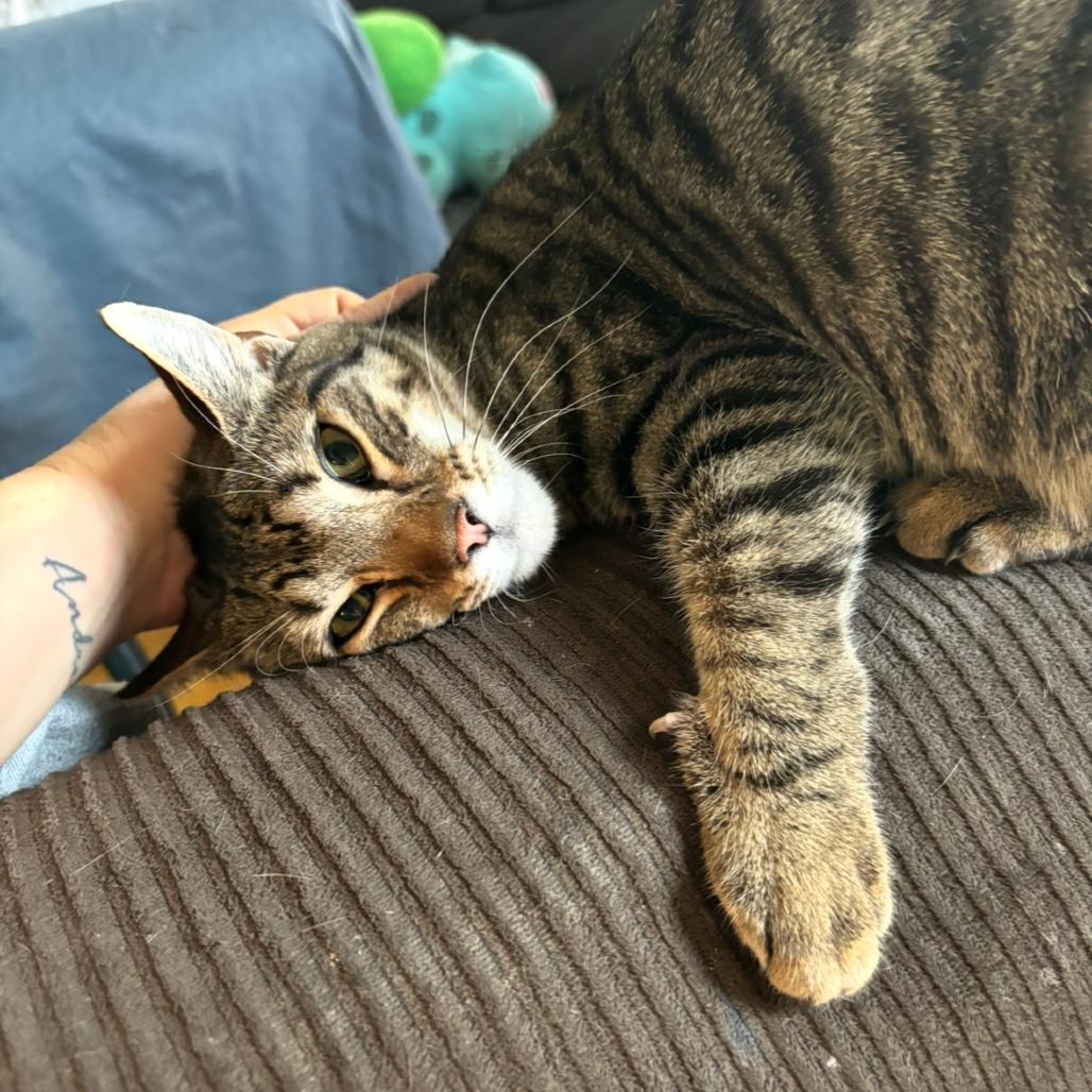 Elliott Stabler (paired with Olivia Benson), Adoptable, Adult Male Domestic Short Hair.