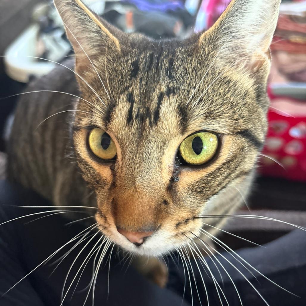 Enlarge Elliott Stabler (paired with Olivia Benson), a Adoptable Domestic Short Hair in Reisterstown, MD image 2/4