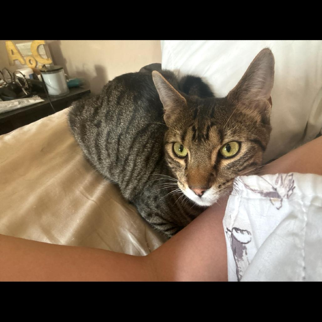 Enlarge Elliott Stabler (paired with Olivia Benson), a Adoptable Domestic Short Hair in Reisterstown, MD image 3/4