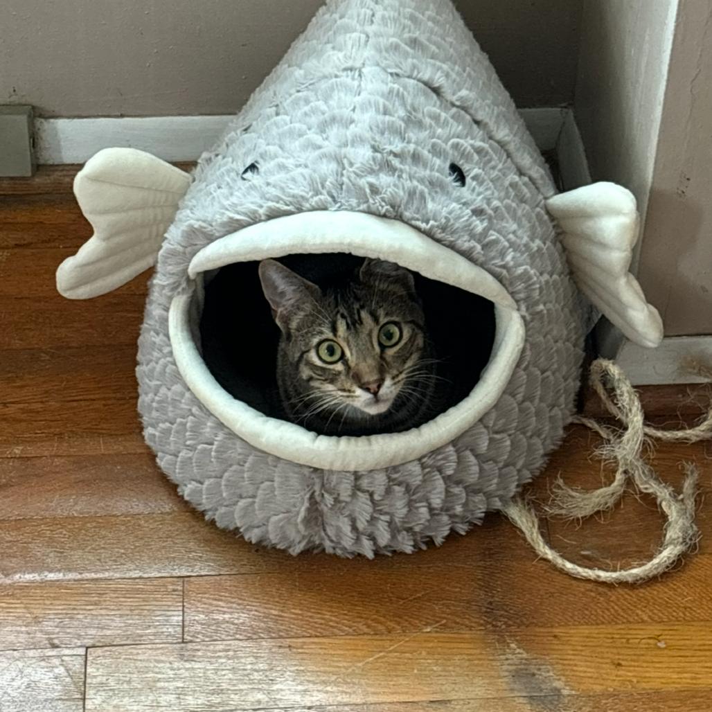 Enlarge Elliott Stabler (paired with Olivia Benson), a Adoptable Domestic Short Hair in Reisterstown, MD image 4/4