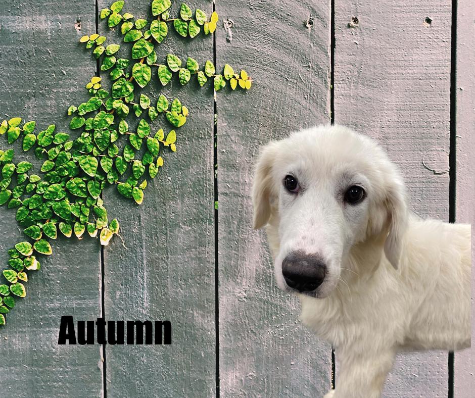 Enlarge Autumn & Leif, a Adoptable Great Pyrenees in Marshville, NC image 1/4