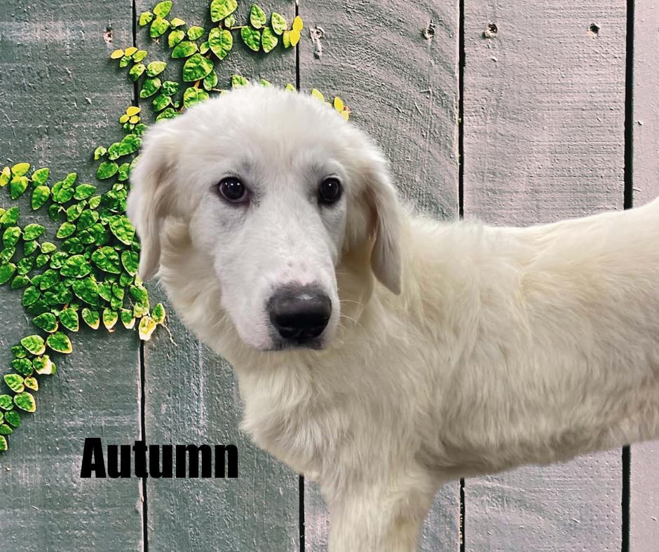 Enlarge Autumn & Leif, a Adoptable Great Pyrenees in Marshville, NC image 2/4