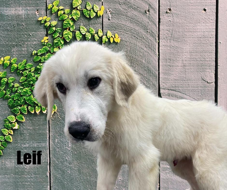 Enlarge Autumn & Leif, a Adoptable Great Pyrenees in Marshville, NC image 3/4