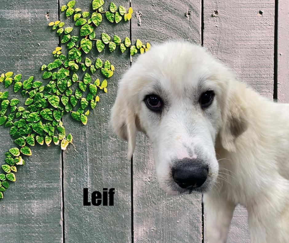 Enlarge Autumn & Leif, a Adoptable Great Pyrenees in Marshville, NC image 4/4