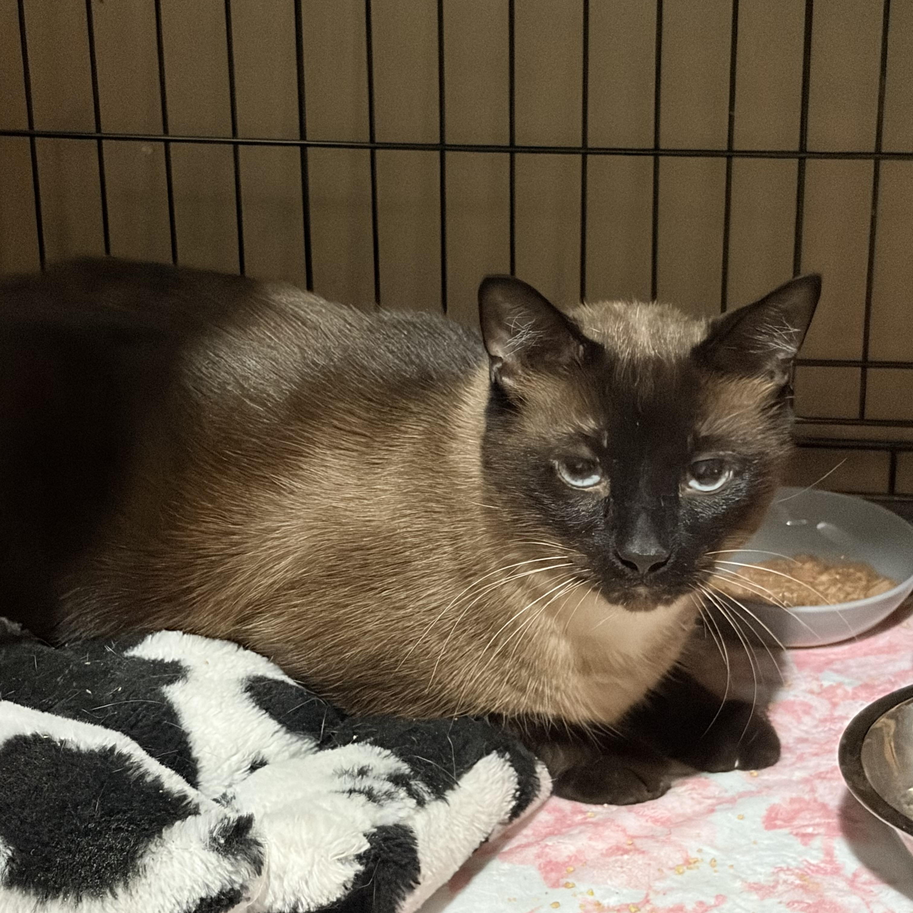 No name, Adoptable, Adult Male Applehead Siamese.