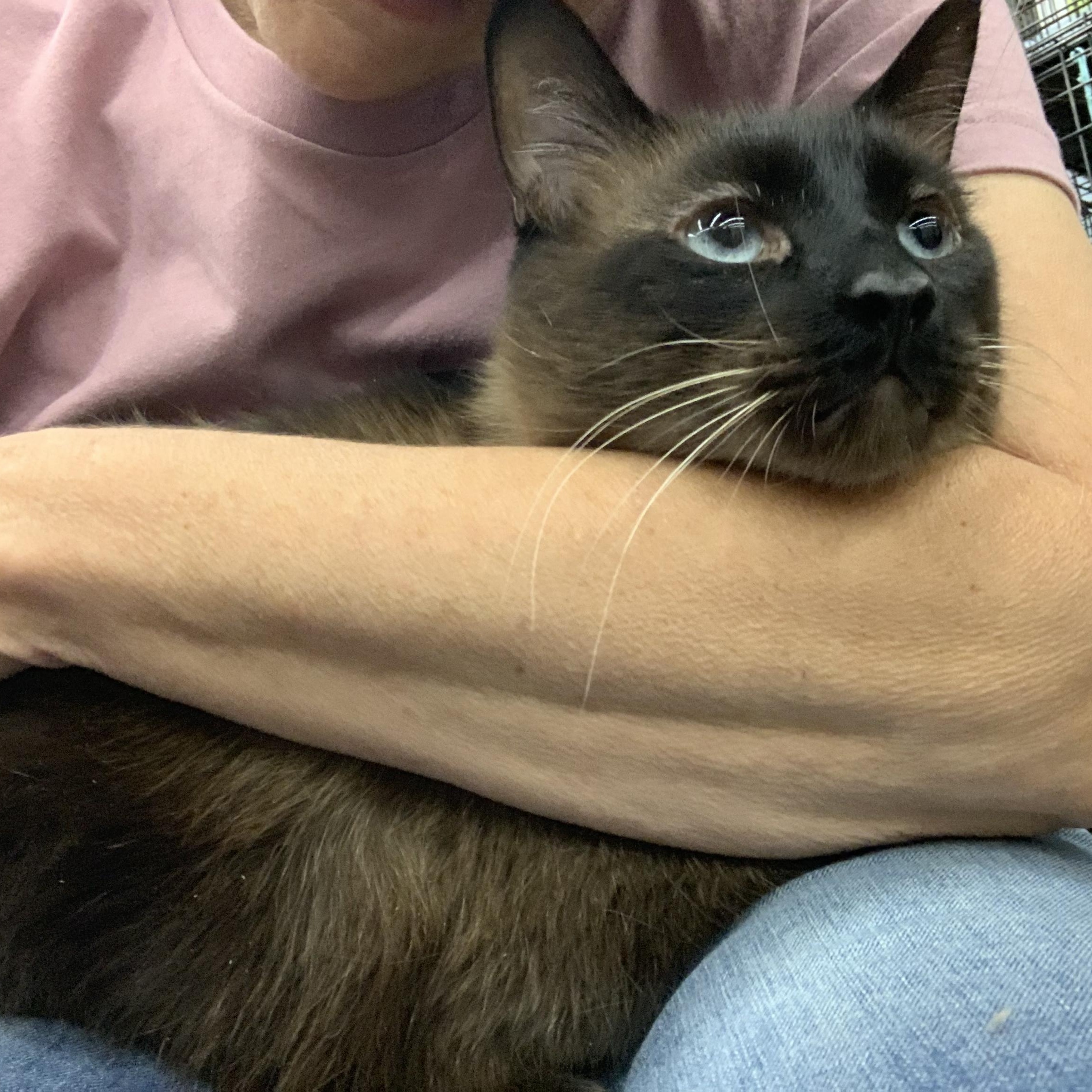Enlarge No name, a Adopted Applehead Siamese in Shelby Township, MI image 2/2