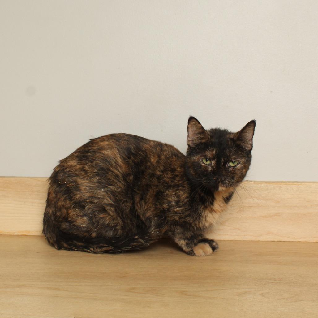 Marlo C68041, Adoptable, Young Female Domestic Short Hair.