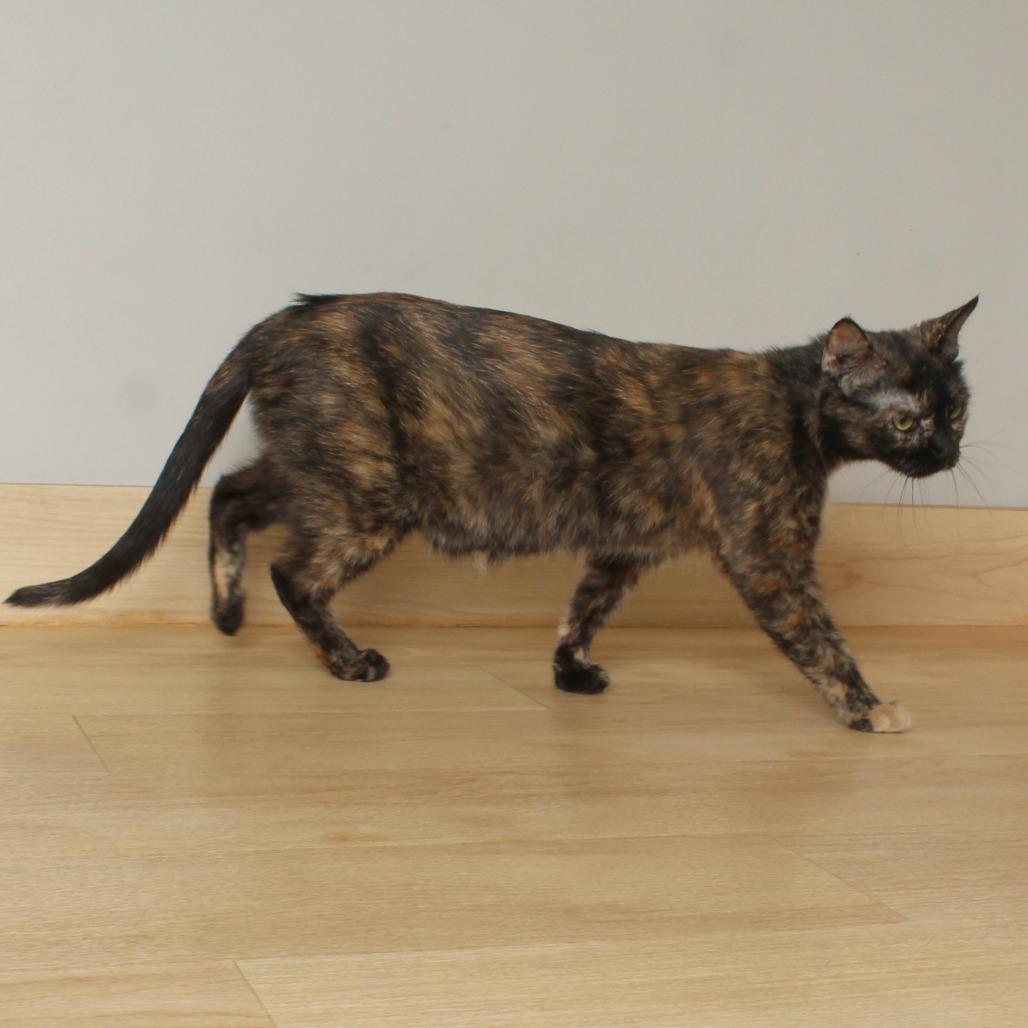 Marlo C68041, a Adoptable Domestic Short Hair in Minnetonka, MN image 2/5