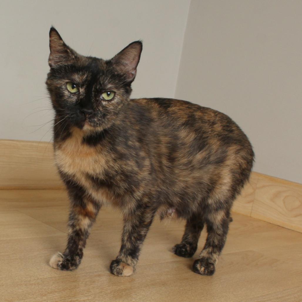Marlo C68041, a Adoptable Domestic Short Hair in Minnetonka, MN image 3/5