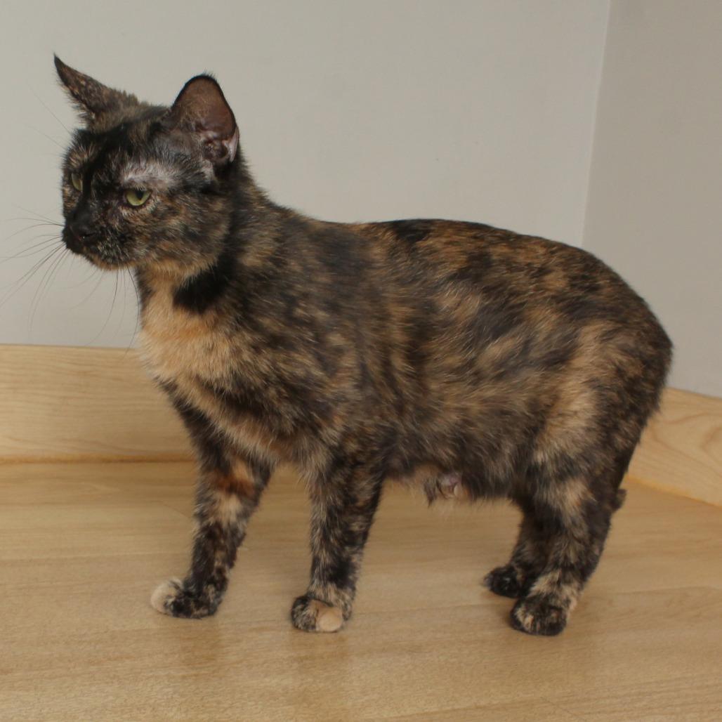 Marlo C68041, a Adoptable Domestic Short Hair in Minnetonka, MN image 4/5