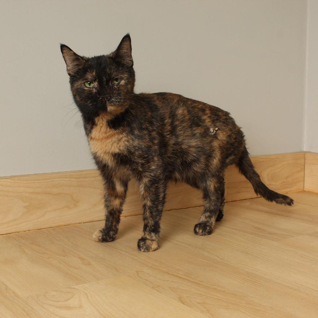 Marlo C68041, a Adoptable Domestic Short Hair in Minnetonka, MN image 5/5