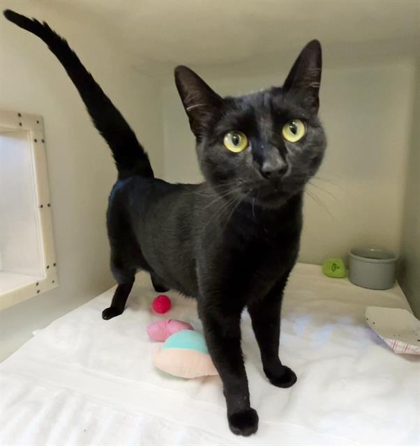 PANTERA, Adoptable, Adult Female Domestic Short Hair.