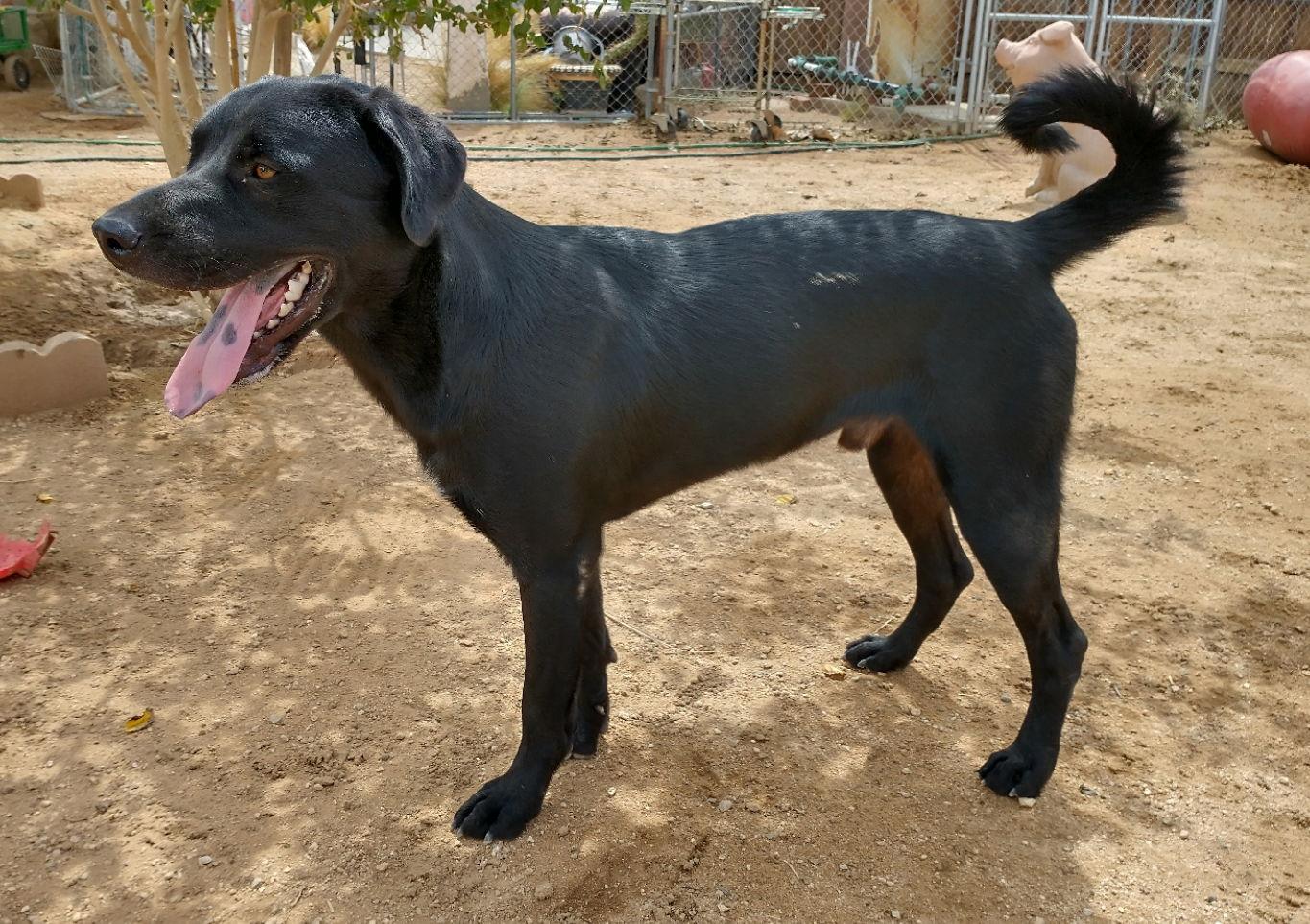Enlarge Blitzen- Stunning!  **, a Adoptable mixed breed in Apple Valley, CA image 1/3