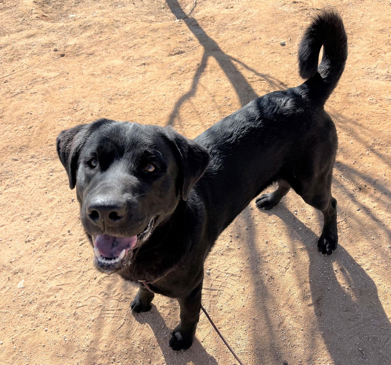 Enlarge Blitzen- Stunning!  **, a Adoptable mixed breed in Apple Valley, CA image 2/3