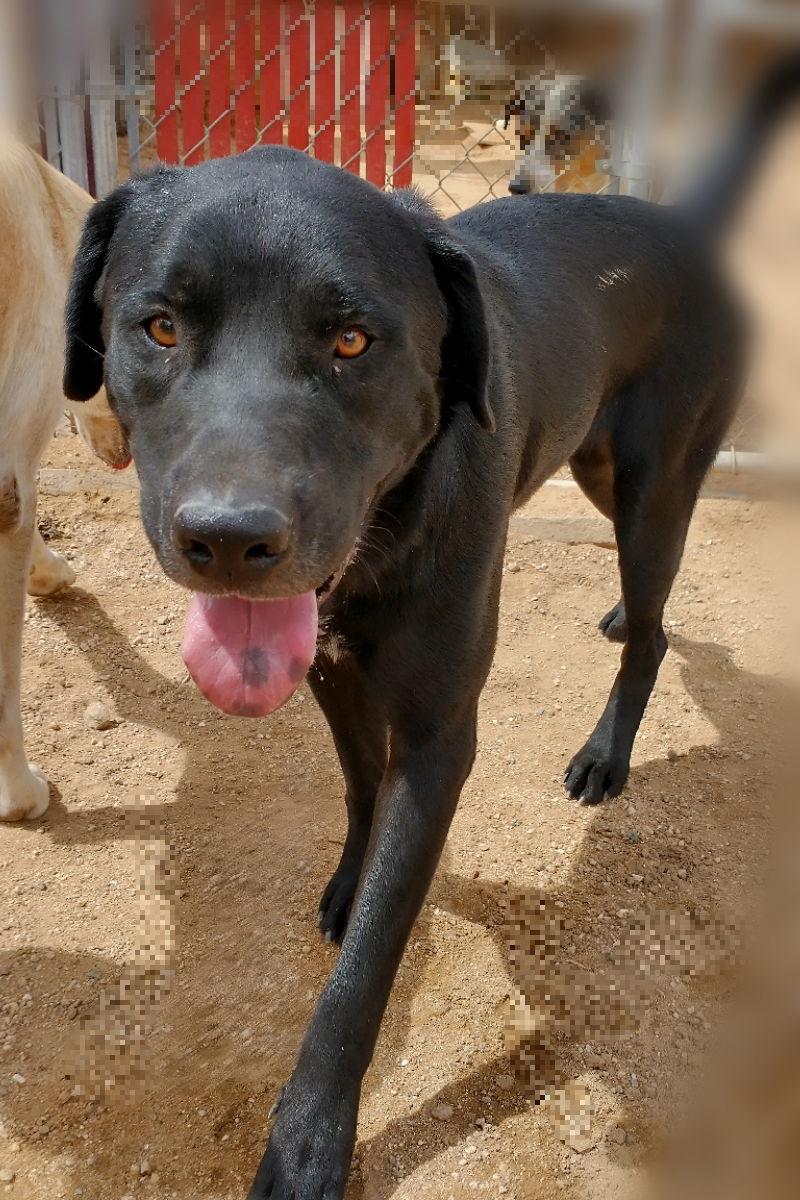 Enlarge Blitzen- Stunning!  **, a Adoptable mixed breed in Apple Valley, CA image 3/3