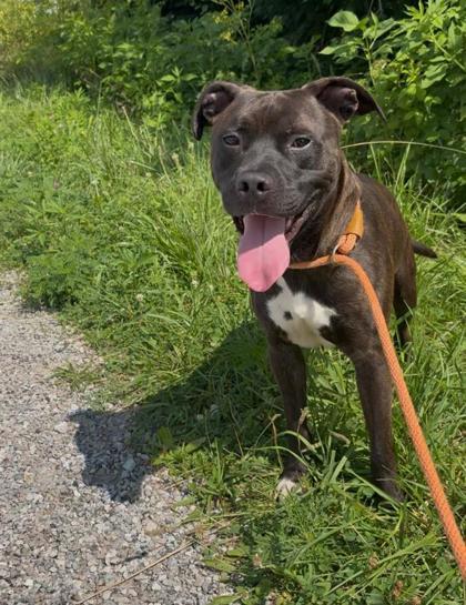 Rio, Adoptable, Adult Male Mixed Breed & Mixed Breed.