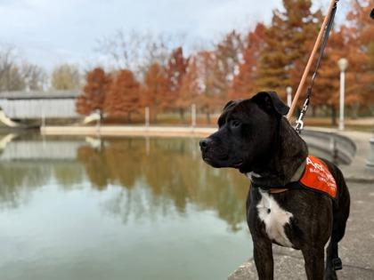 Rio, a Adoptable Mixed Breed in Columbus, IN image 2/3