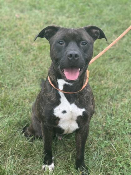 Rio, a Adoptable Mixed Breed in Columbus, IN image 3/3
