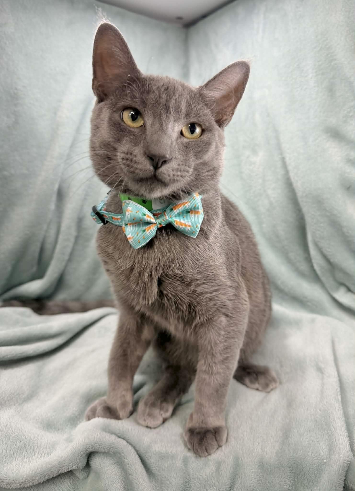 Tito, a ADOPTABLE mixed breed in Tavares, FL image 2/3