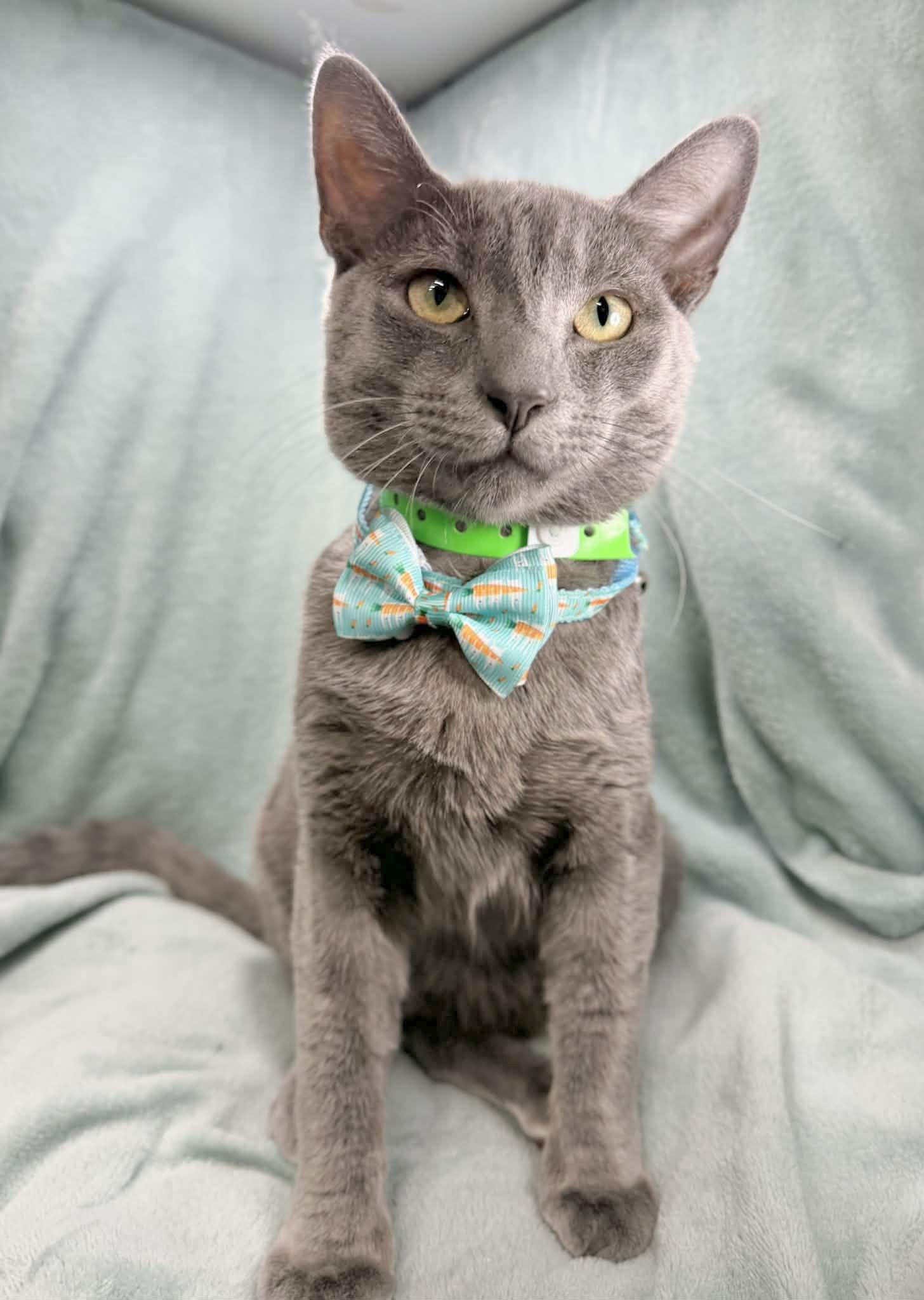 Tito, a ADOPTABLE mixed breed in Tavares, FL image 1/3