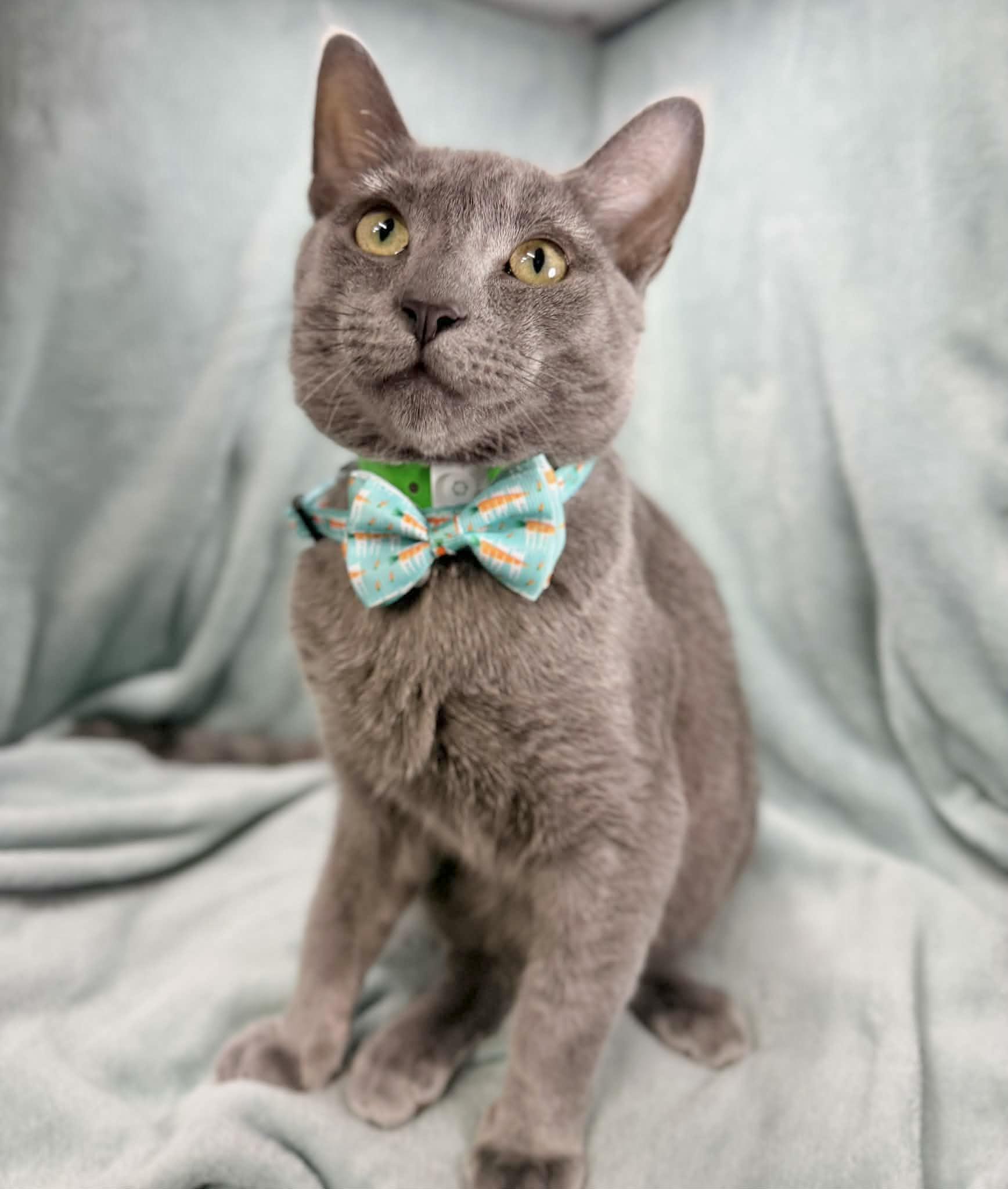 Tito, a ADOPTABLE mixed breed in Tavares, FL image 3/3