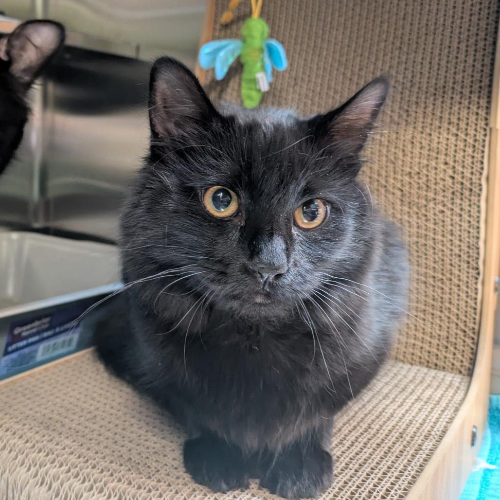 Enlarge Molly Jones, a Adoptable Domestic Short Hair in South Burlington, VT image 1/3