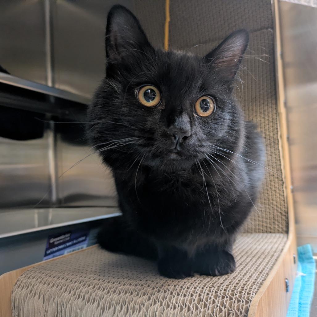 Enlarge Molly Jones, a Adoptable Domestic Short Hair in South Burlington, VT image 2/3