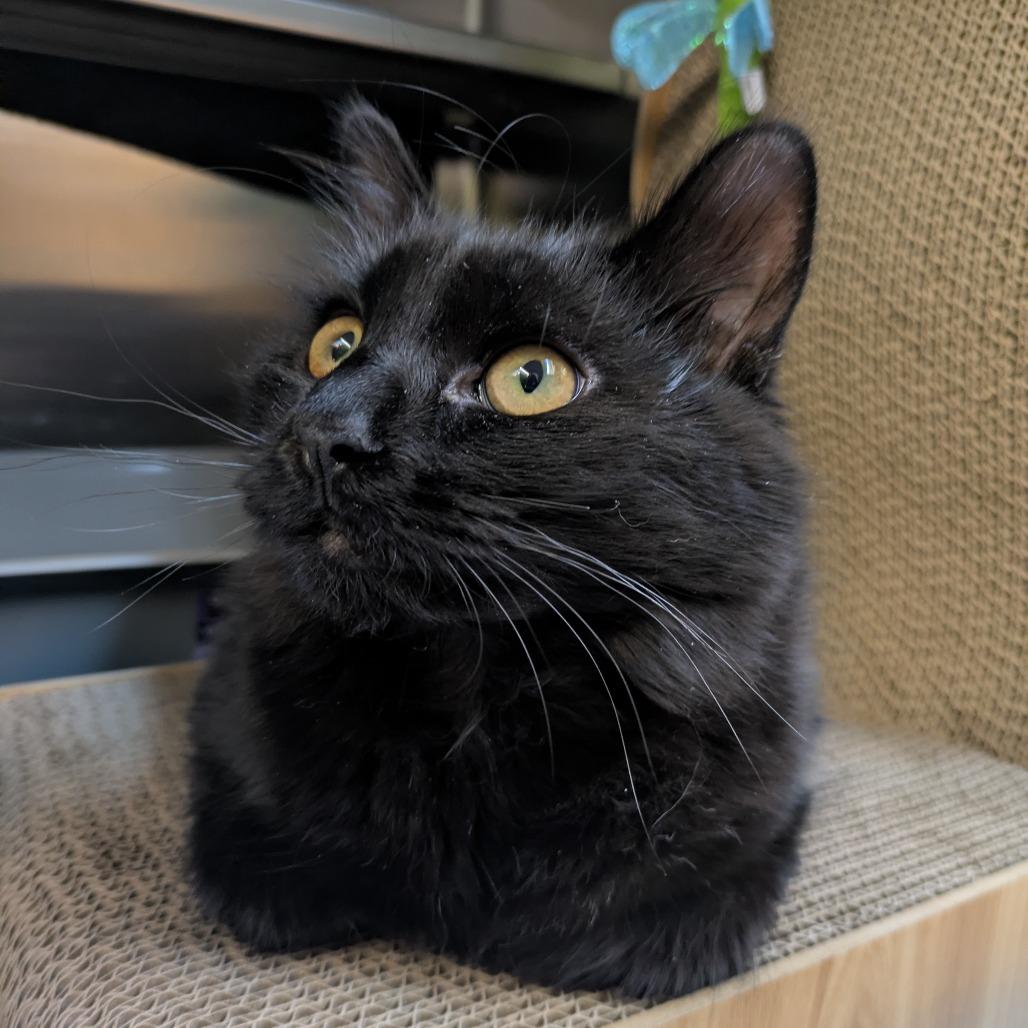 Enlarge Molly Jones, a Adoptable Domestic Short Hair in South Burlington, VT image 3/3