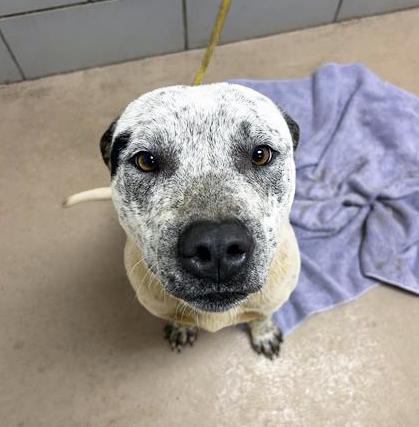 Enlarge Blooper, a ADOPTABLE Mixed Breed in Nashville, TN image 1/1