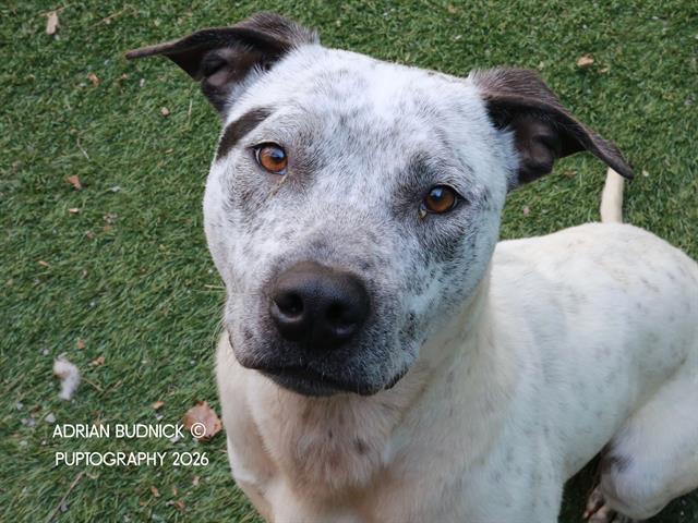 Blooper, ADOPTABLE, Young Male Mixed Breed.