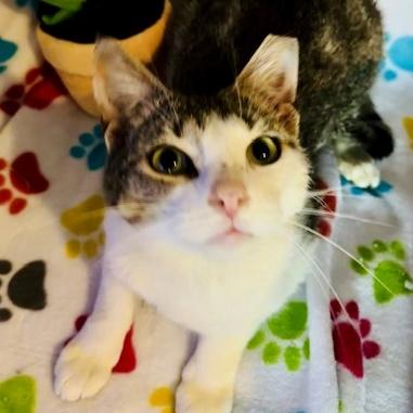Purcilla, Adoptable, Young Female Tabby & Domestic Short Hair.