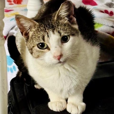 Enlarge Purcilla, a Adoptable mixed breed in Knoxville, TN image 2/5