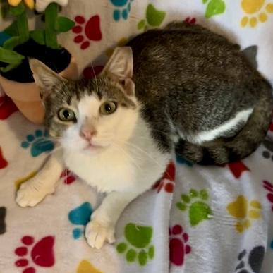 Enlarge Purcilla, a Adoptable mixed breed in Knoxville, TN image 3/5