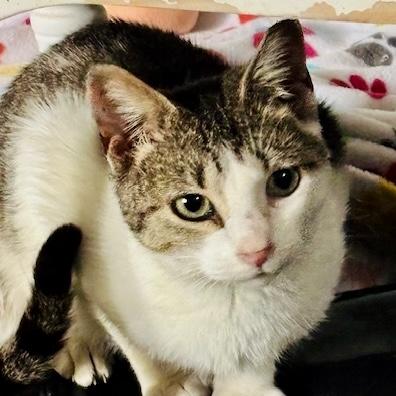 Enlarge Purcilla, a Adoptable mixed breed in Knoxville, TN image 4/5