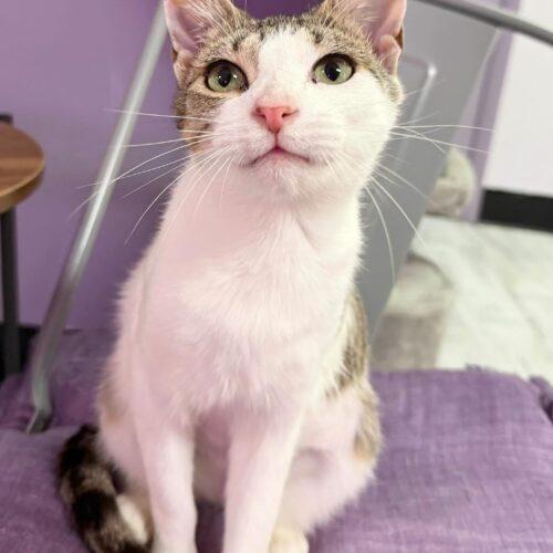 Enlarge Purcilla, a Adoptable mixed breed in Knoxville, TN image 5/5