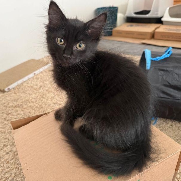 Sky, adoptable, Kitten Female Domestic Medium Hair.