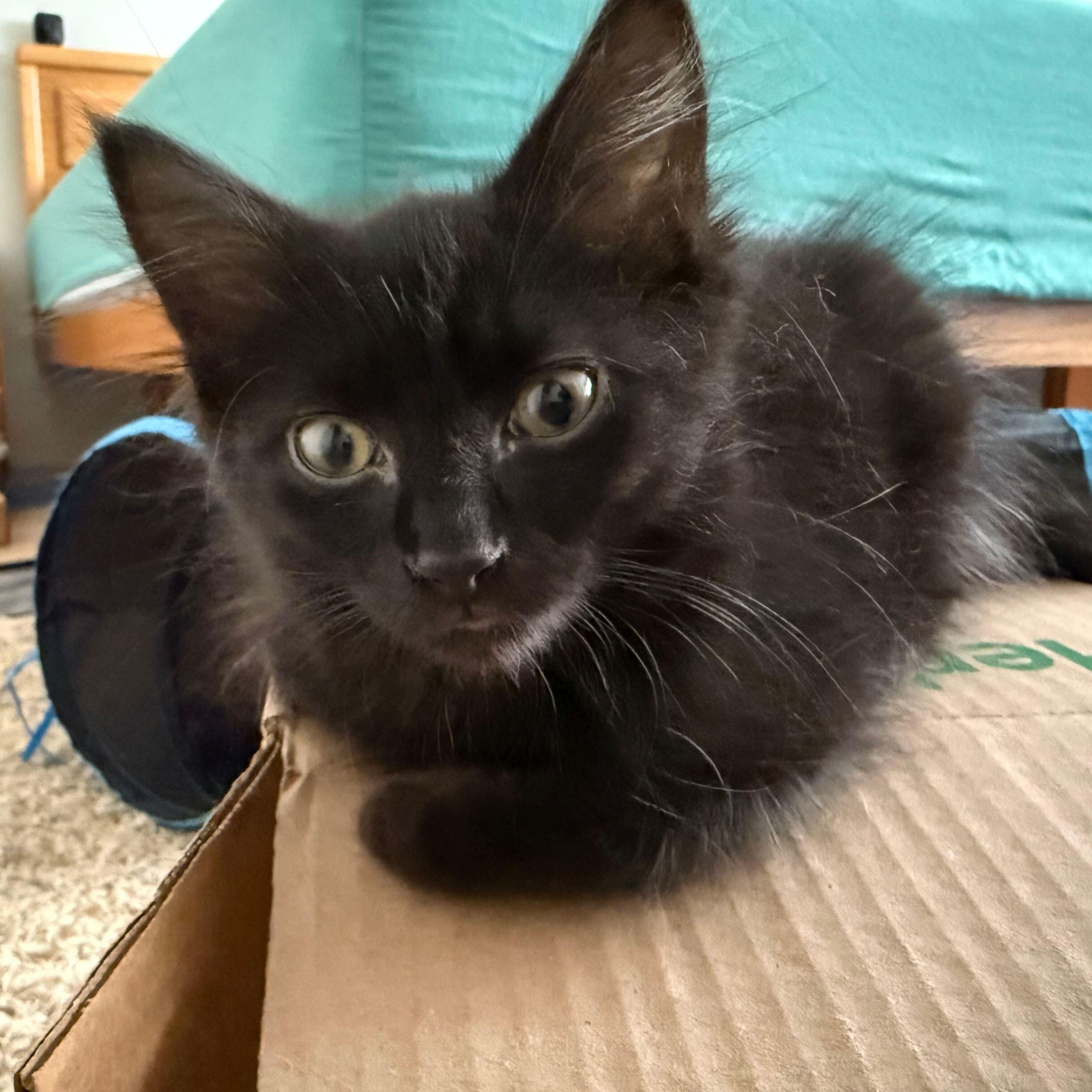 Sky, an adoptable Domestic Medium Hair in Renton , WA image 4/5