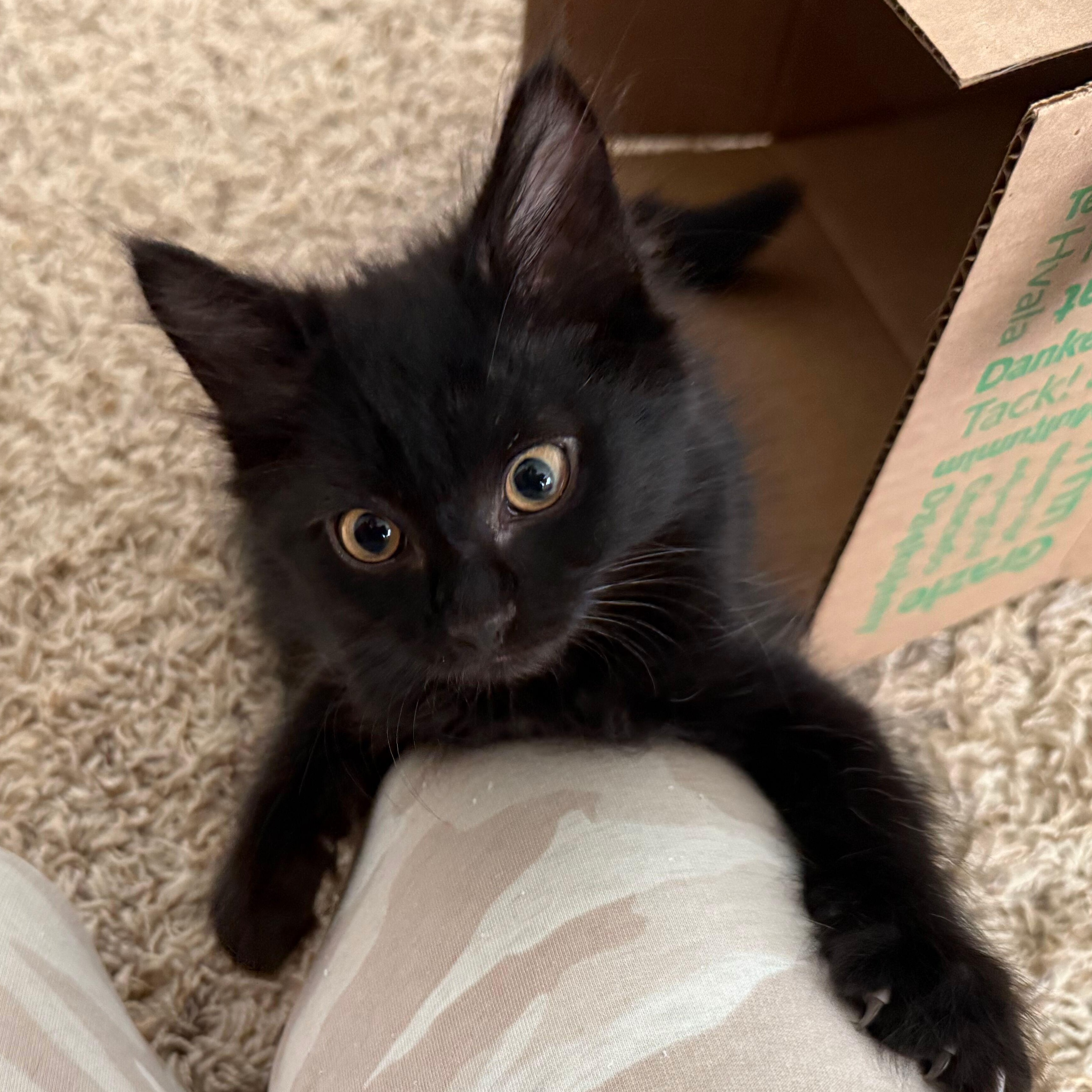Sky, an adoptable Domestic Medium Hair in Renton , WA image 2/5