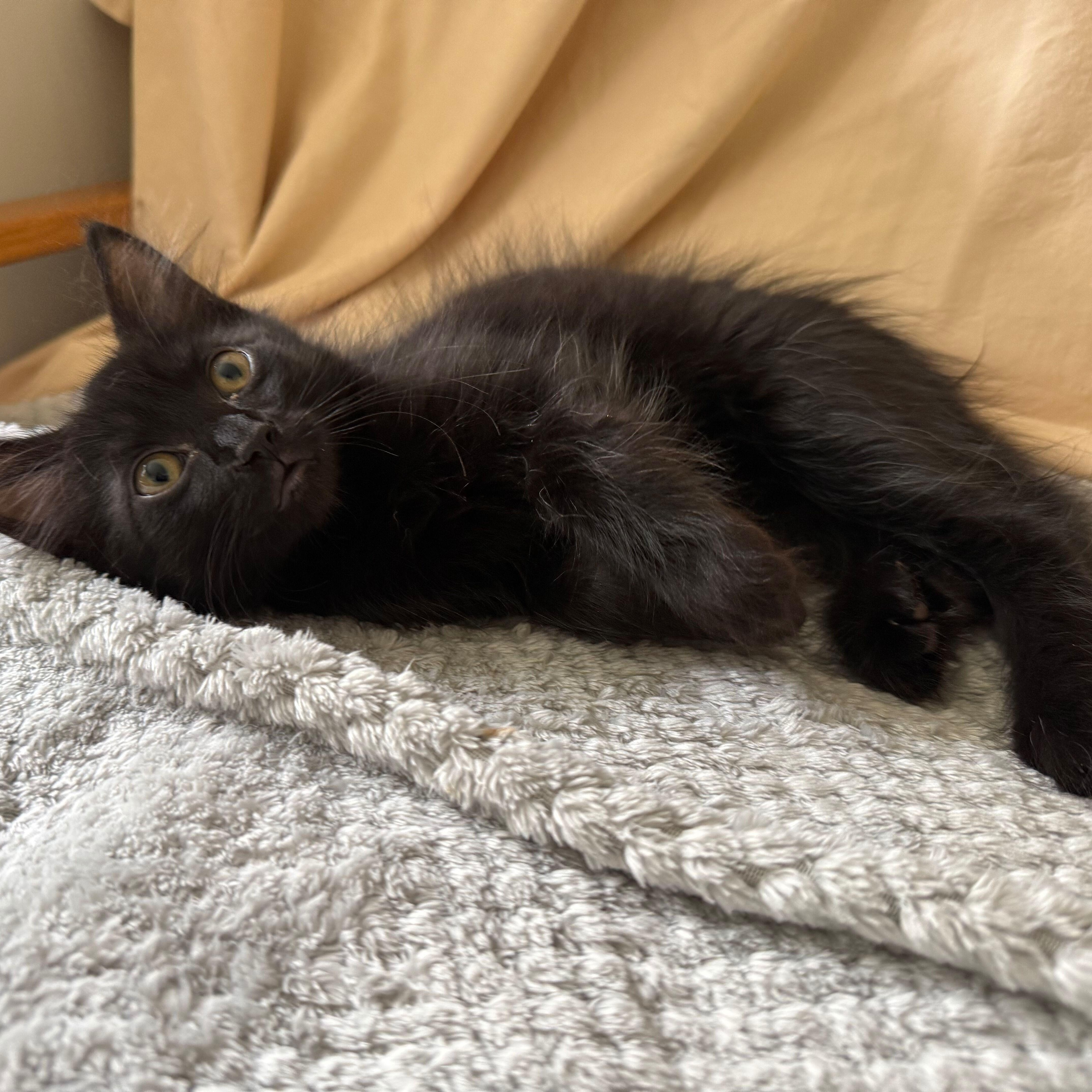Sky, an adoptable Domestic Medium Hair in Renton , WA image 5/5