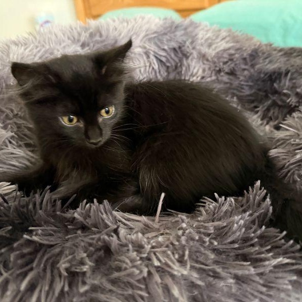 Sky, an adoptable Domestic Medium Hair in Renton , WA image 3/5