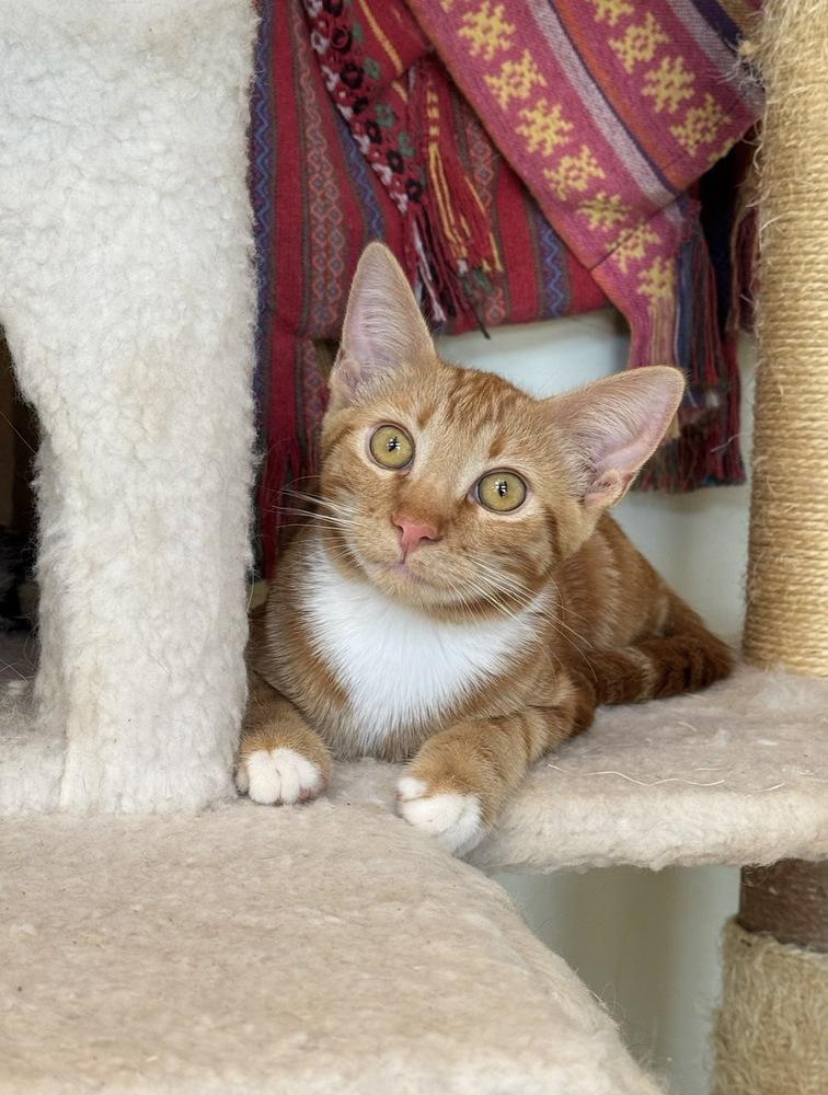 Enlarge Cheshire, a Adoptable Domestic Short Hair in Tucson, AZ image 1/1