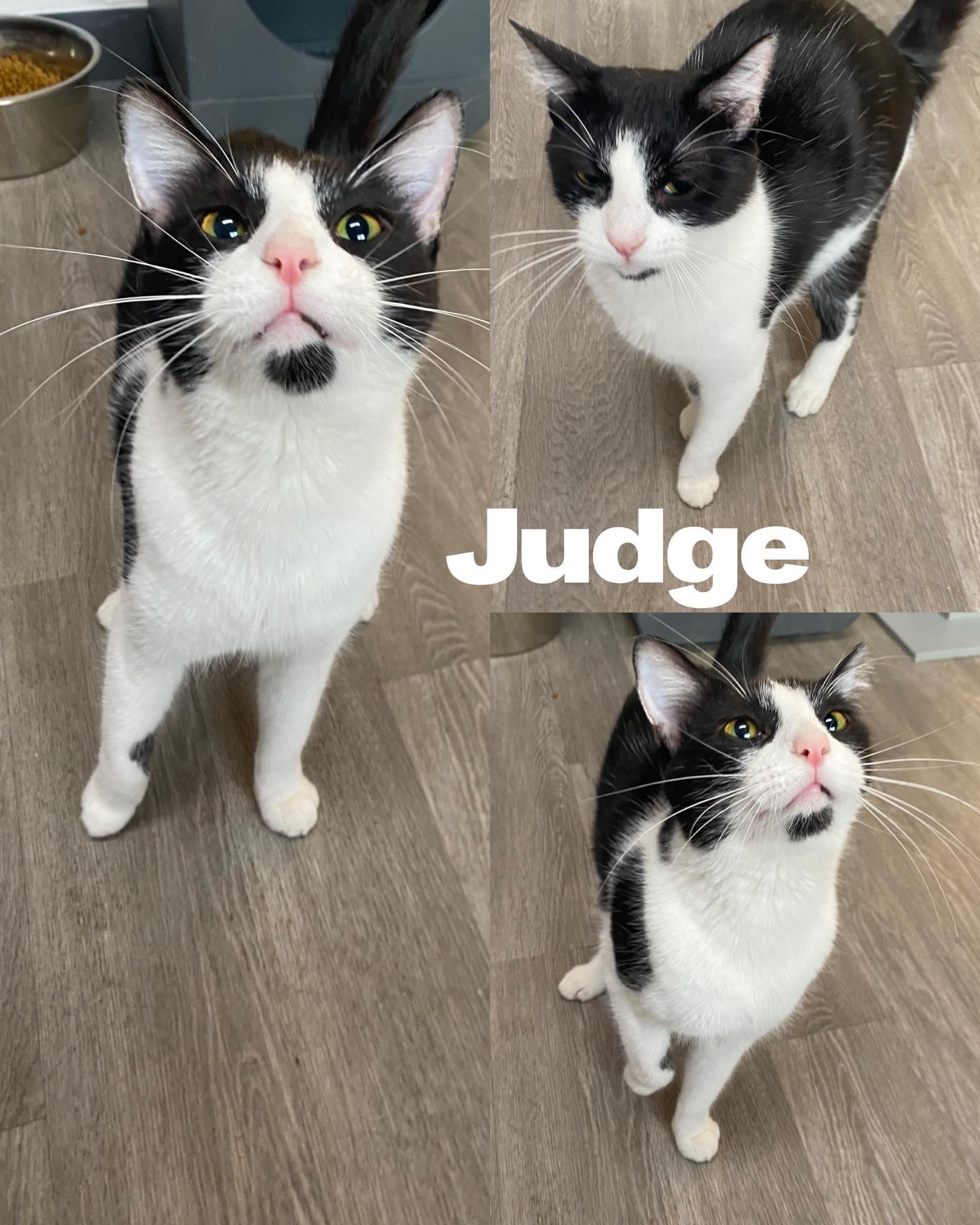 Judge, Adoptable, Adult Female Domestic Short Hair.