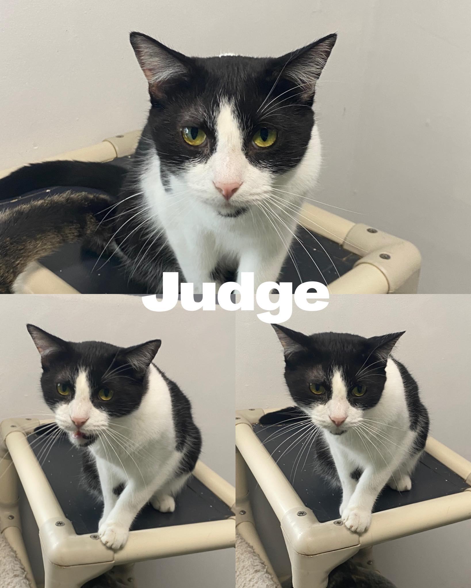 Enlarge Judge, a Adoptable Domestic Short Hair in Saint James, MO image 2/3