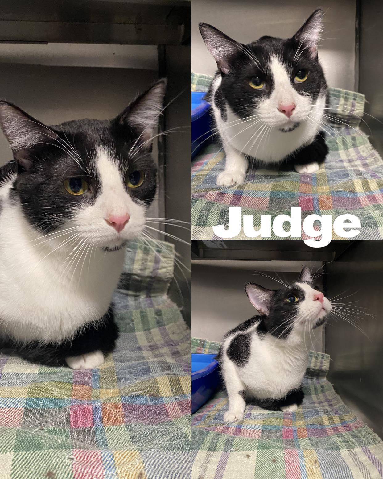 Enlarge Judge, a Adoptable Domestic Short Hair in Saint James, MO image 3/3