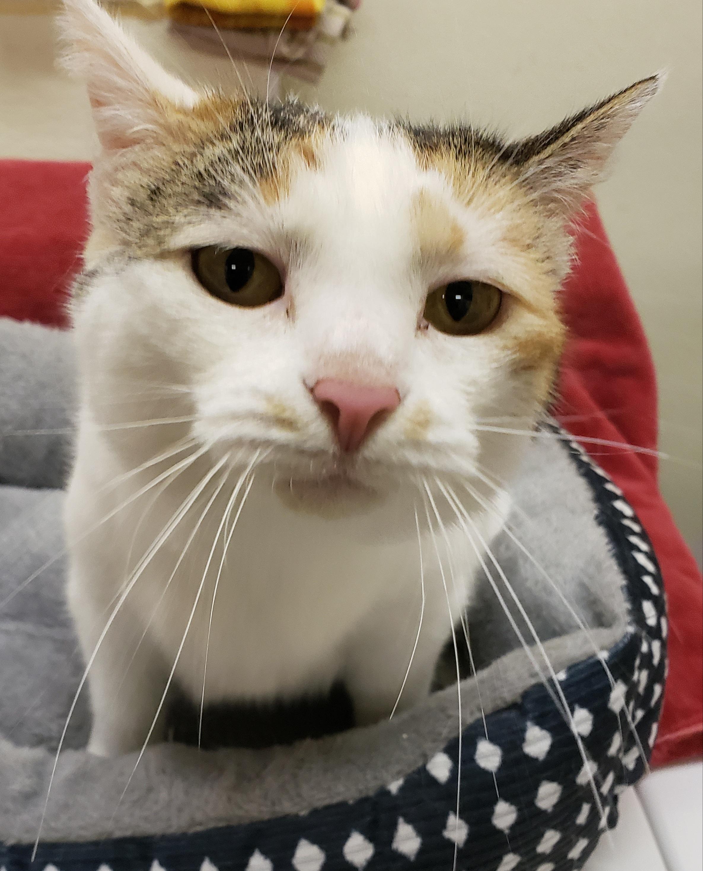 Enlarge Cleo, a Adopted Domestic Short Hair in Middlebury, IN image 1/2