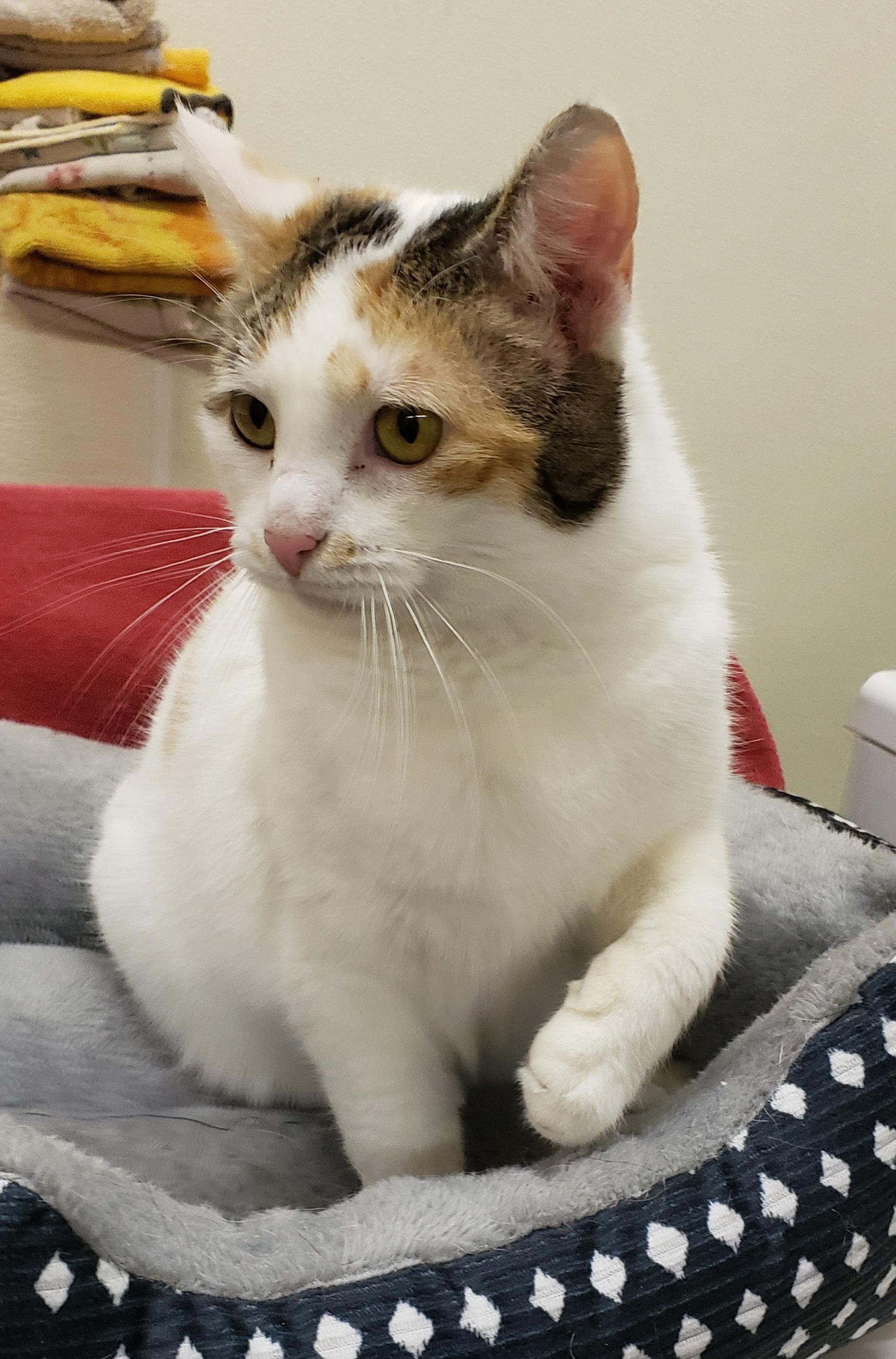 Enlarge Cleo, a Adopted Domestic Short Hair in Middlebury, IN image 2/2