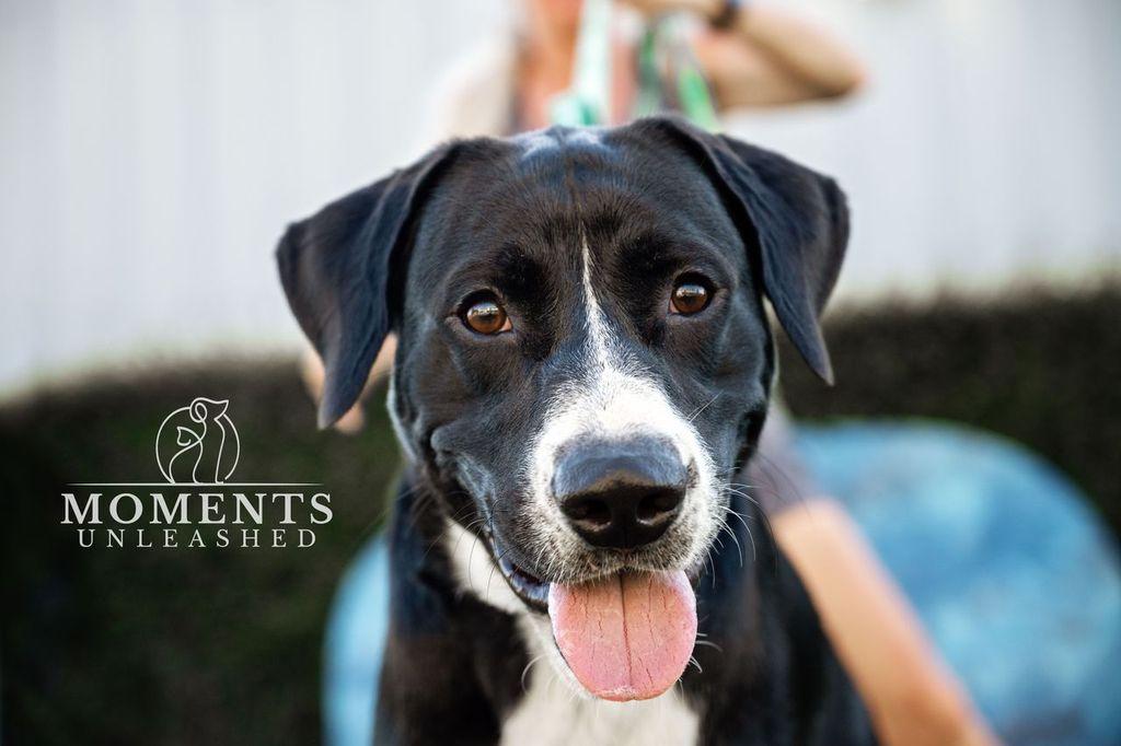 Enlarge Norman, a Adoptable mixed breed in Myakka City, FL image 2/4